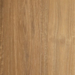 Spotted Gum